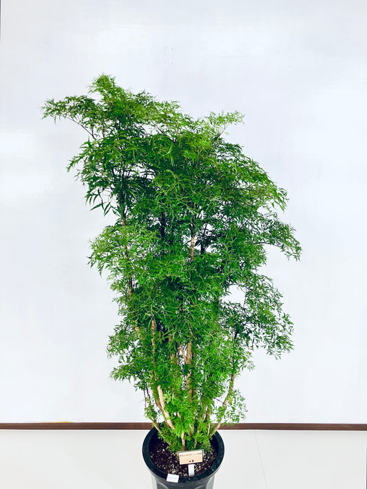 現品商品@3 ポリシャス・スターシャ 10号(高さ:164cm、幅:80cm)