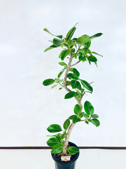 現品商品@5 アルテシマ 10号(高さ:163cm 幅:67cm)