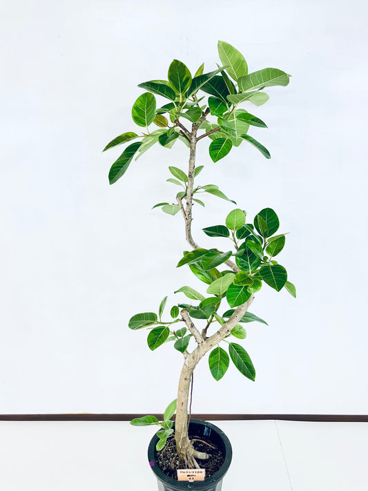 現品商品@1 アルテシマ 10号(高さ:175cm 幅:65cm)