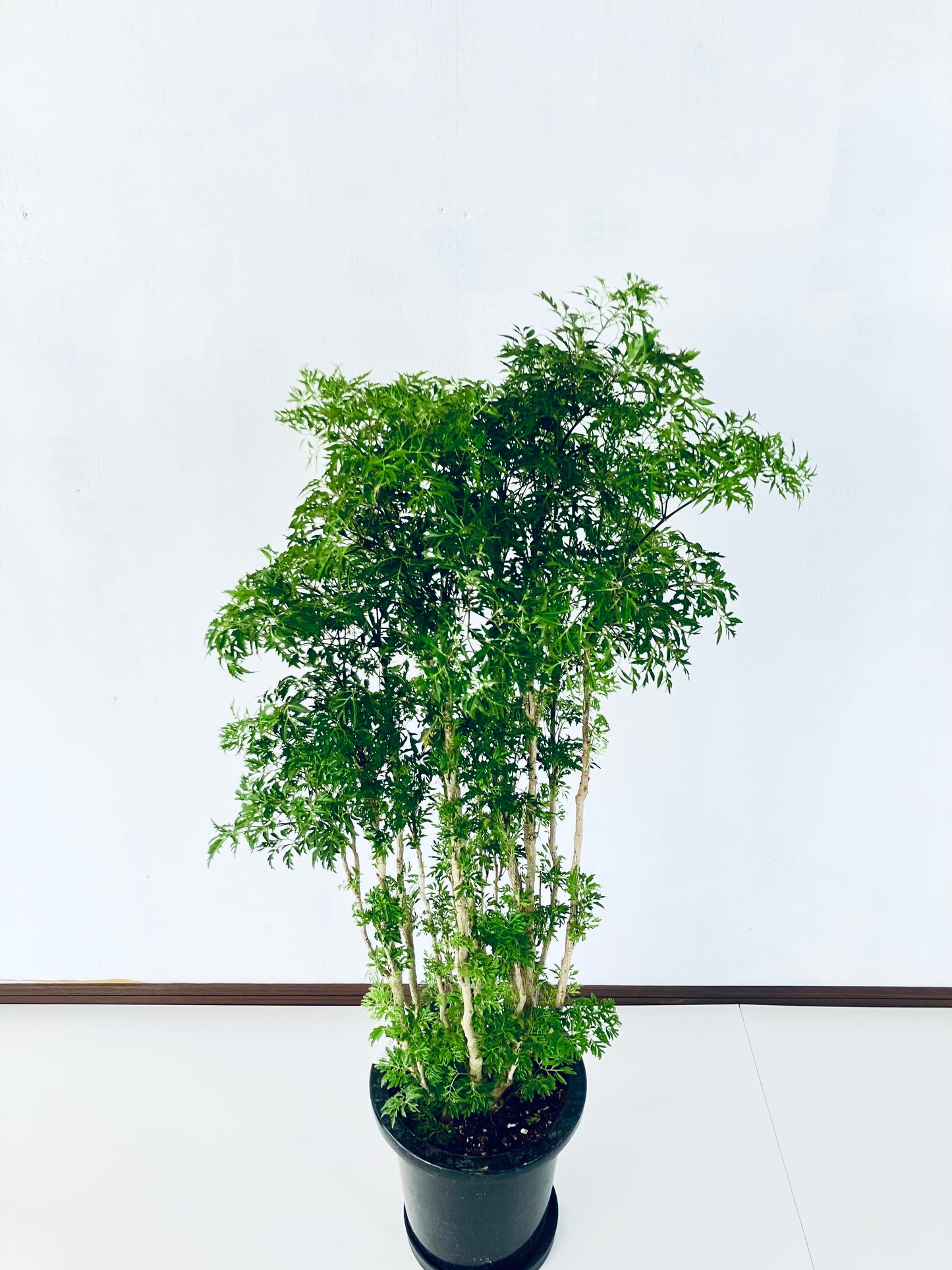 現品商品@2 ポリシャス・スターシャ 8号 Мサイズ(高さ:110cm、幅:50cm)