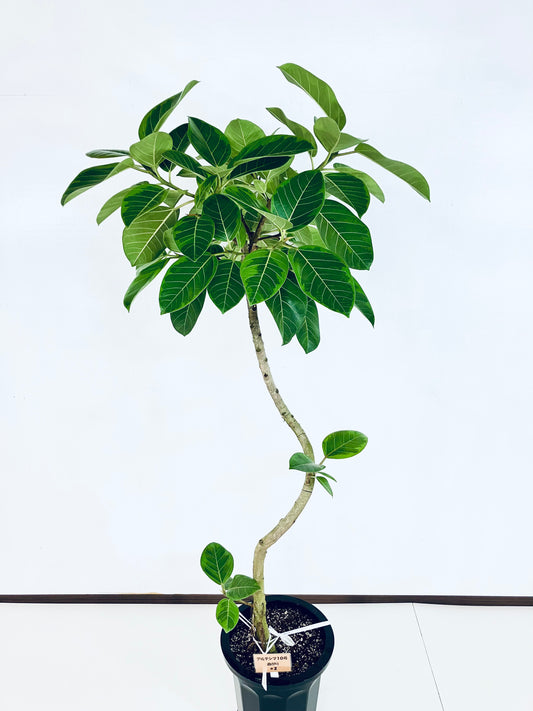 現品商品@2 アルテシマ 10号(高さ:177cm 幅:85cm)