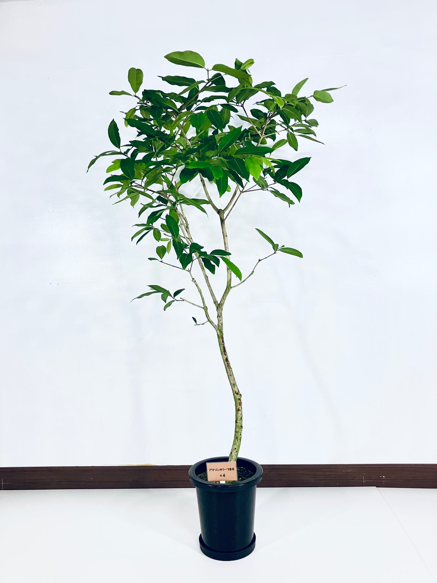 現品商品@4 アマゾンオリーブ 8号(高さ:160cm、幅:90cm)