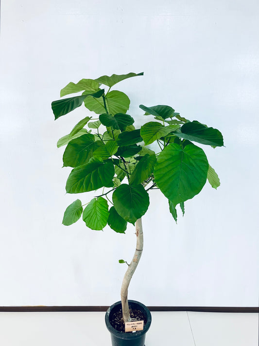 現品商品@3 ウンベラータ 8号(高さ:149cm、幅:80cm)