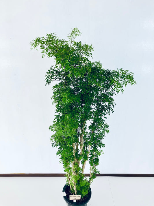 現品商品@5 ポリシャス・スターシャ 8号(高さ:153cm、幅:62cm)