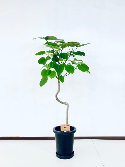 現品商品@6 ウンベラータ 8号 曲がりМ(高さ:131cm、幅:75cm)