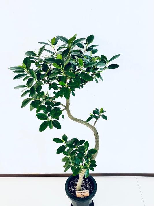 現品商品@1 フランスゴム 8号(高さ:130cm、幅:63cm)