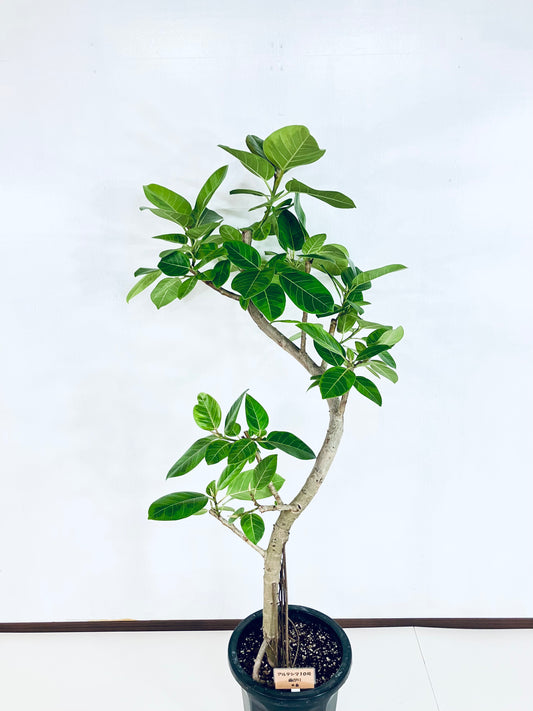 現品商品@6 アルテシマ 10号(高さ:158cm、幅:70cm)