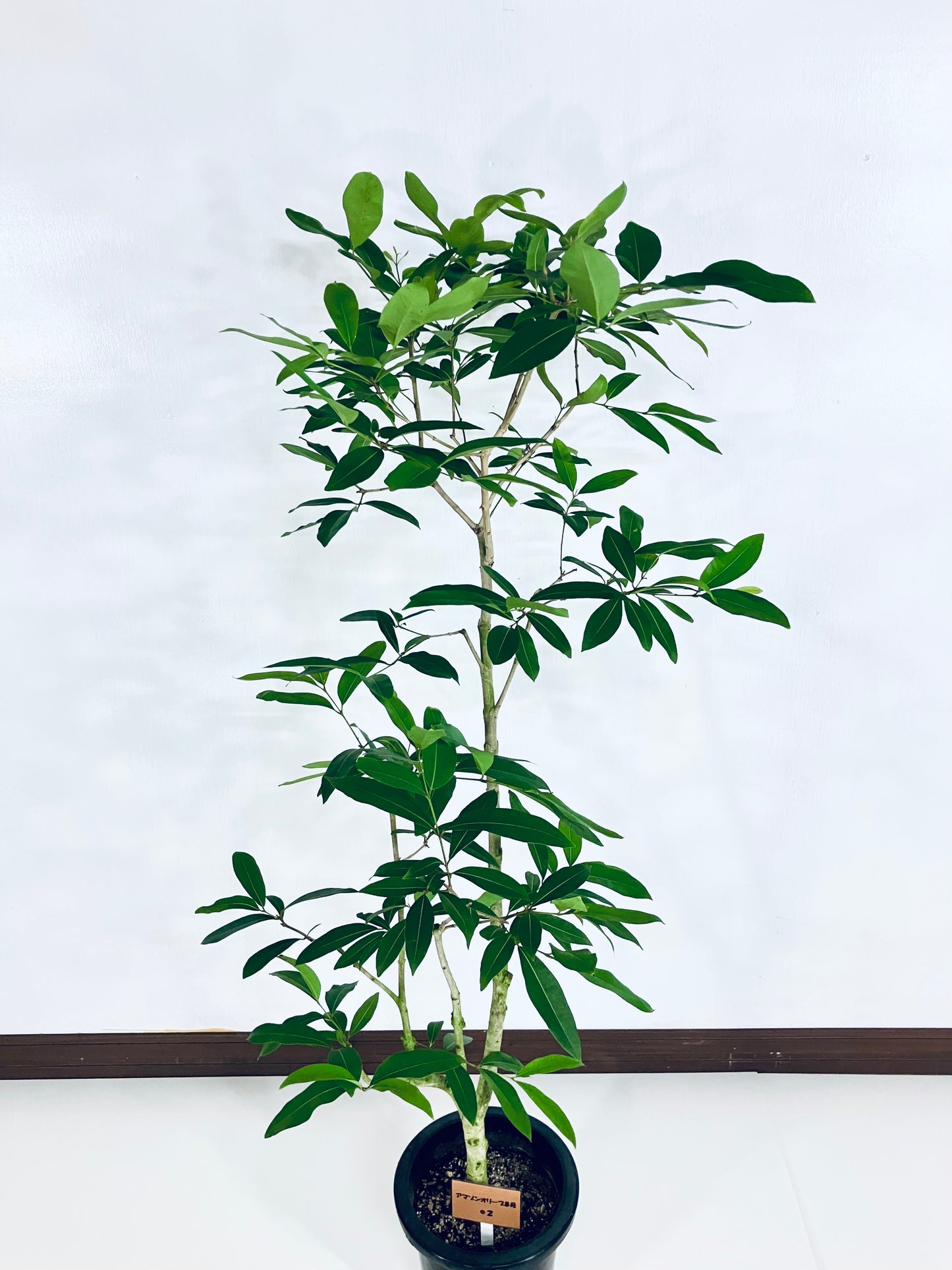 現品商品@2 アマゾンオリーブ 8号(高さ:150cm、幅:70cm)