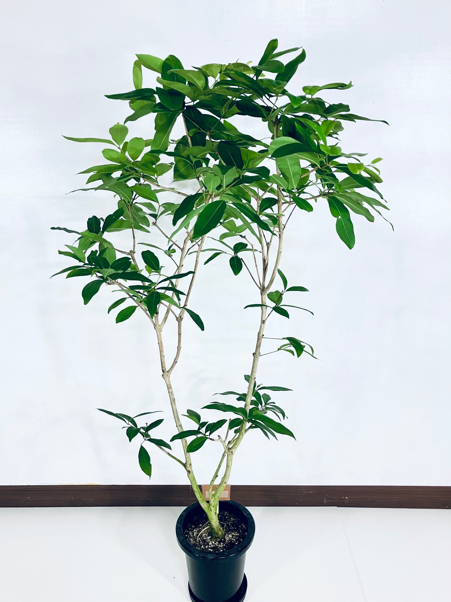 現品商品@1 アマゾンオリーブ 8号(高さ:161cm、幅:90cm)