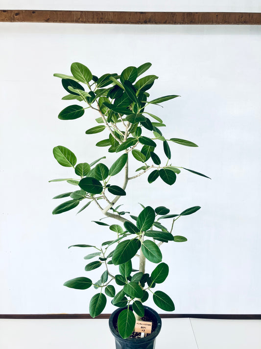 現品商品@3 ベンガレンシス 10号(高さ:180cm、幅:107cm)