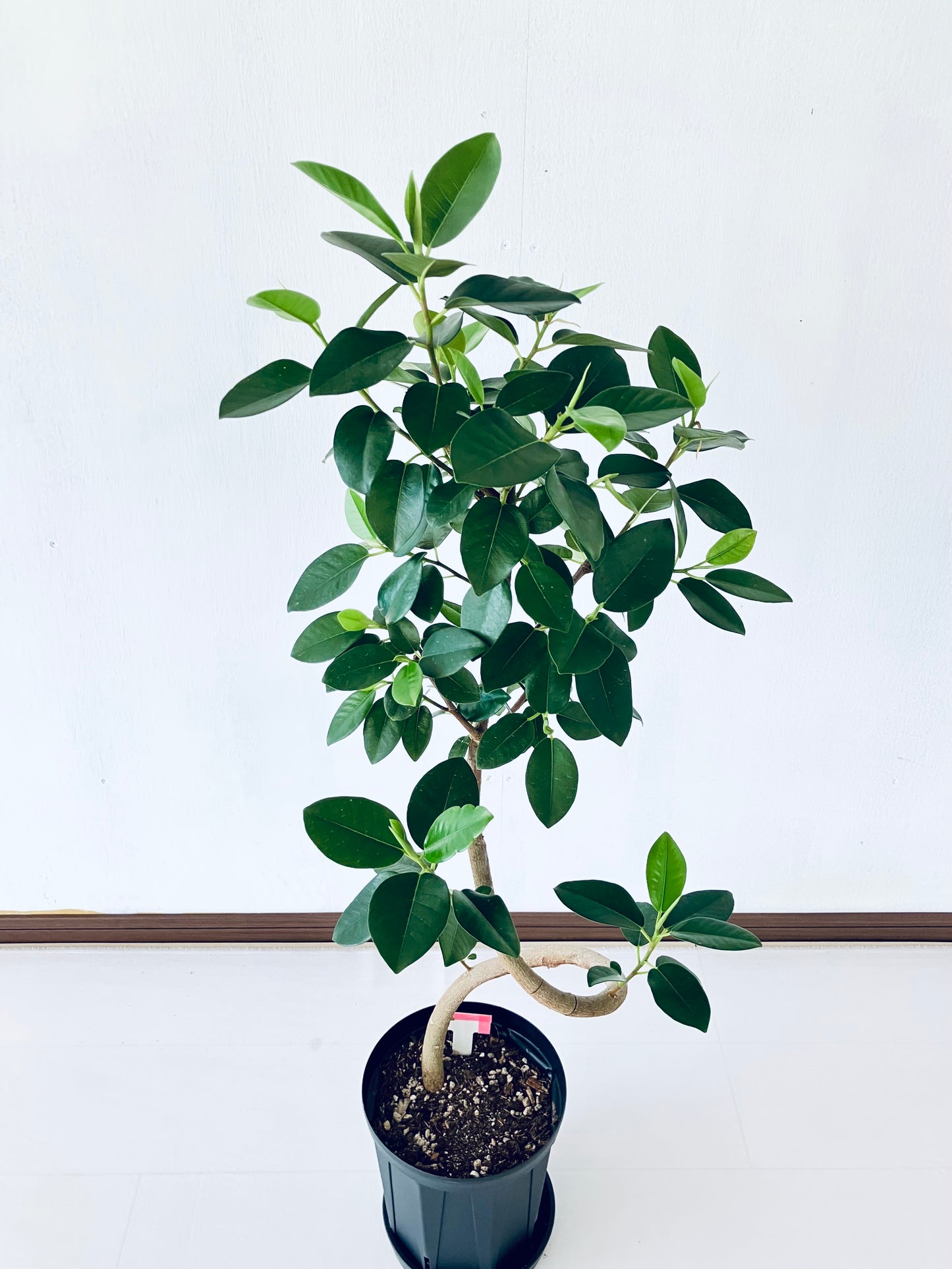 現品商品@9T フランスゴム 6号(高さ:95cm、幅:35cm)【豊橋発送】