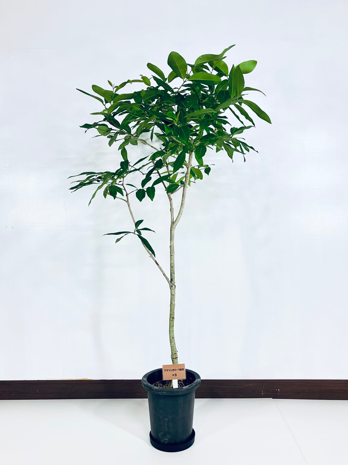 現品商品@5 アマゾンオリーブ 8号(高さ:159cm、幅:80cm)