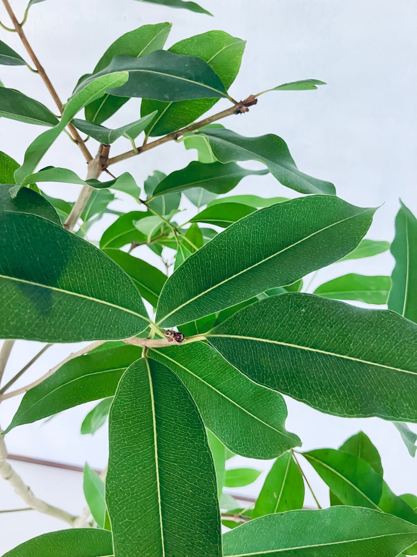 現品商品@4 アマゾンオリーブ 8号(高さ:164cm、幅:90cm)