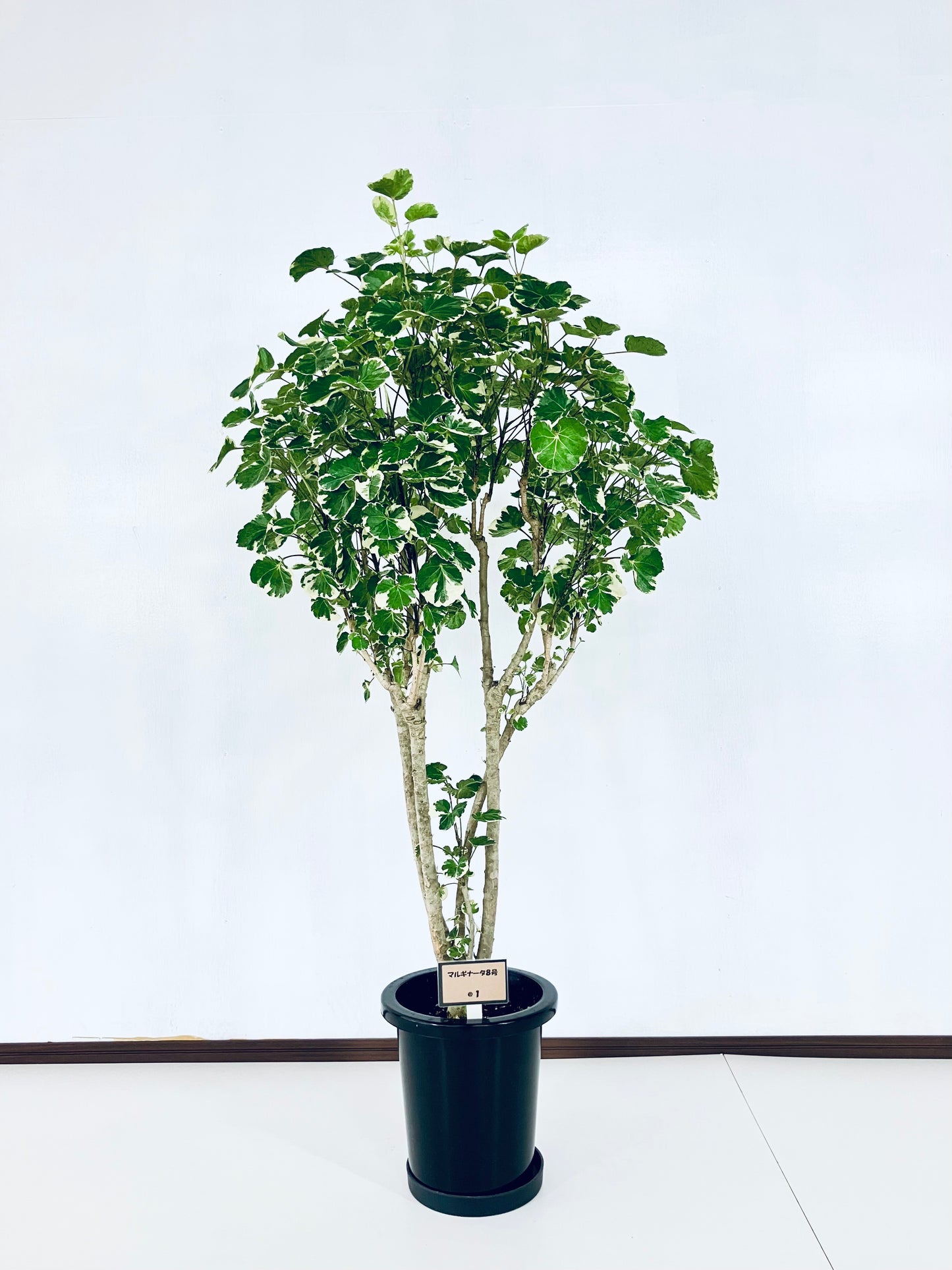 現品商品@1 ポリシャス・マルギナータ 8号(高さ:141cm、幅:60cm)