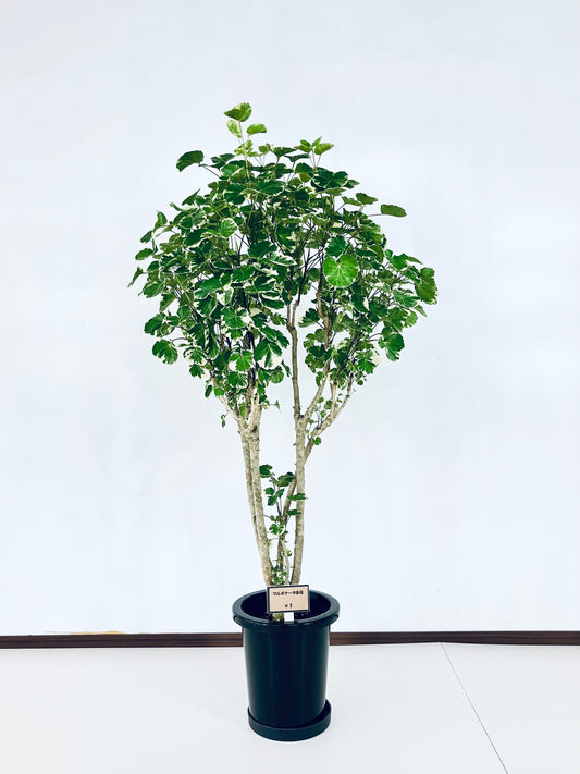 現品商品@1 ポリシャス・マルギナータ 8号(高さ:141cm、幅:60cm)