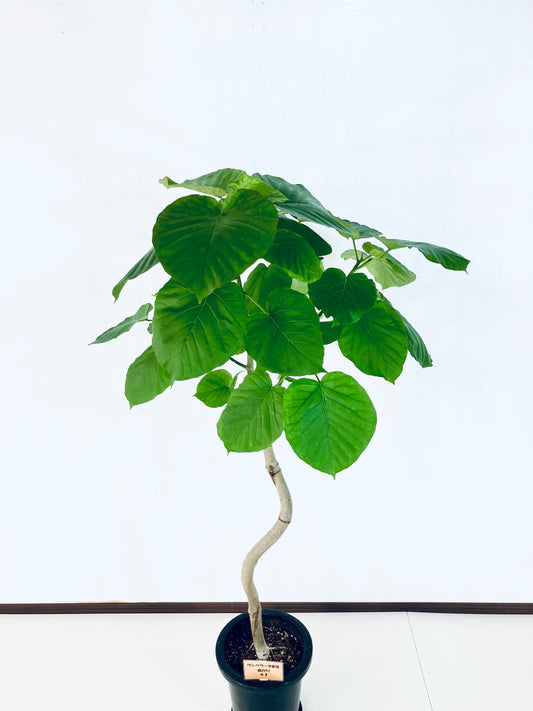 現品商品@1 ウンベラータ 8号(高さ:142m、幅:80cm)