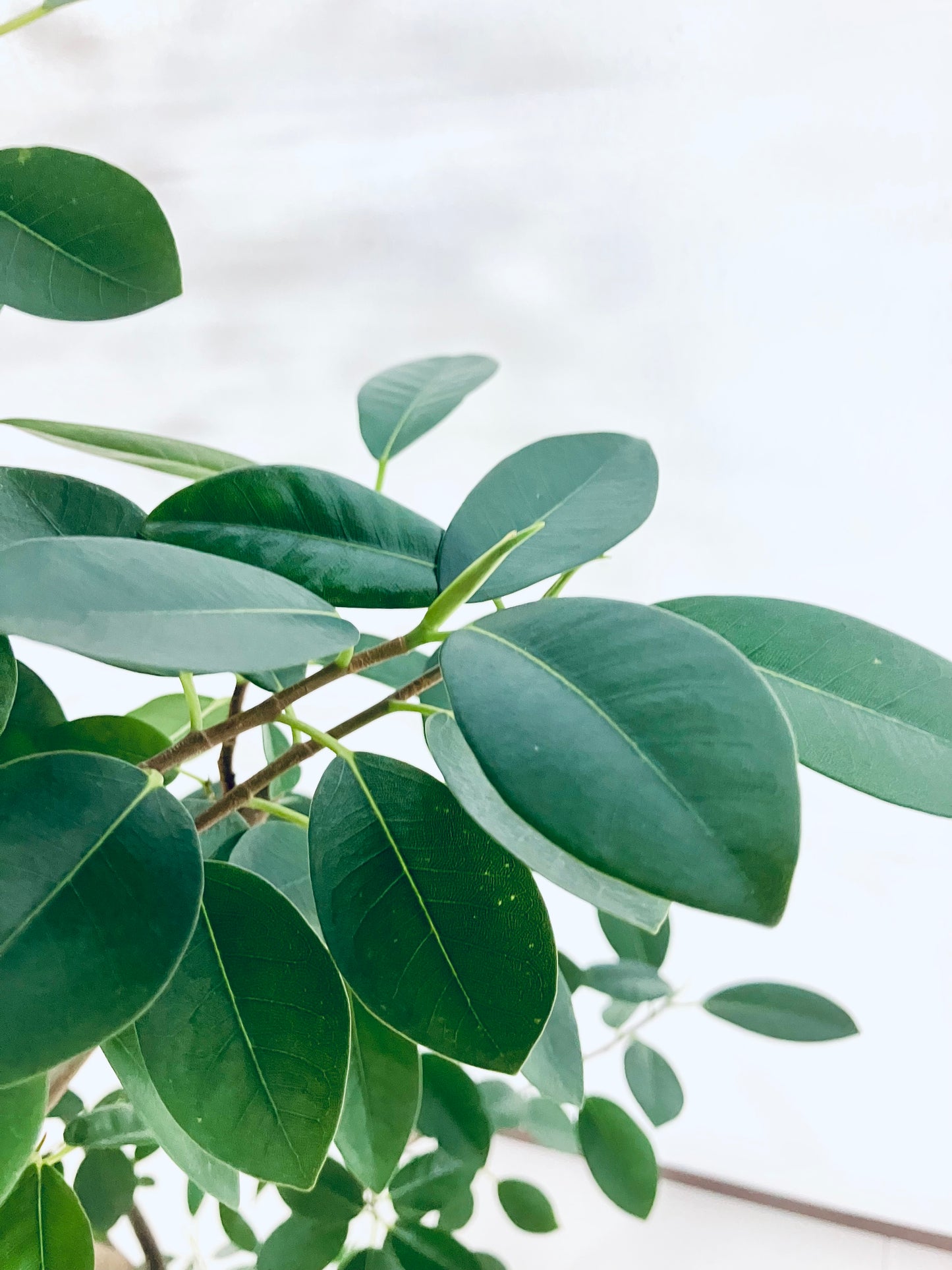 【Unique Form】フランスゴム 8号(高さ:145cm、幅:75cm)#11