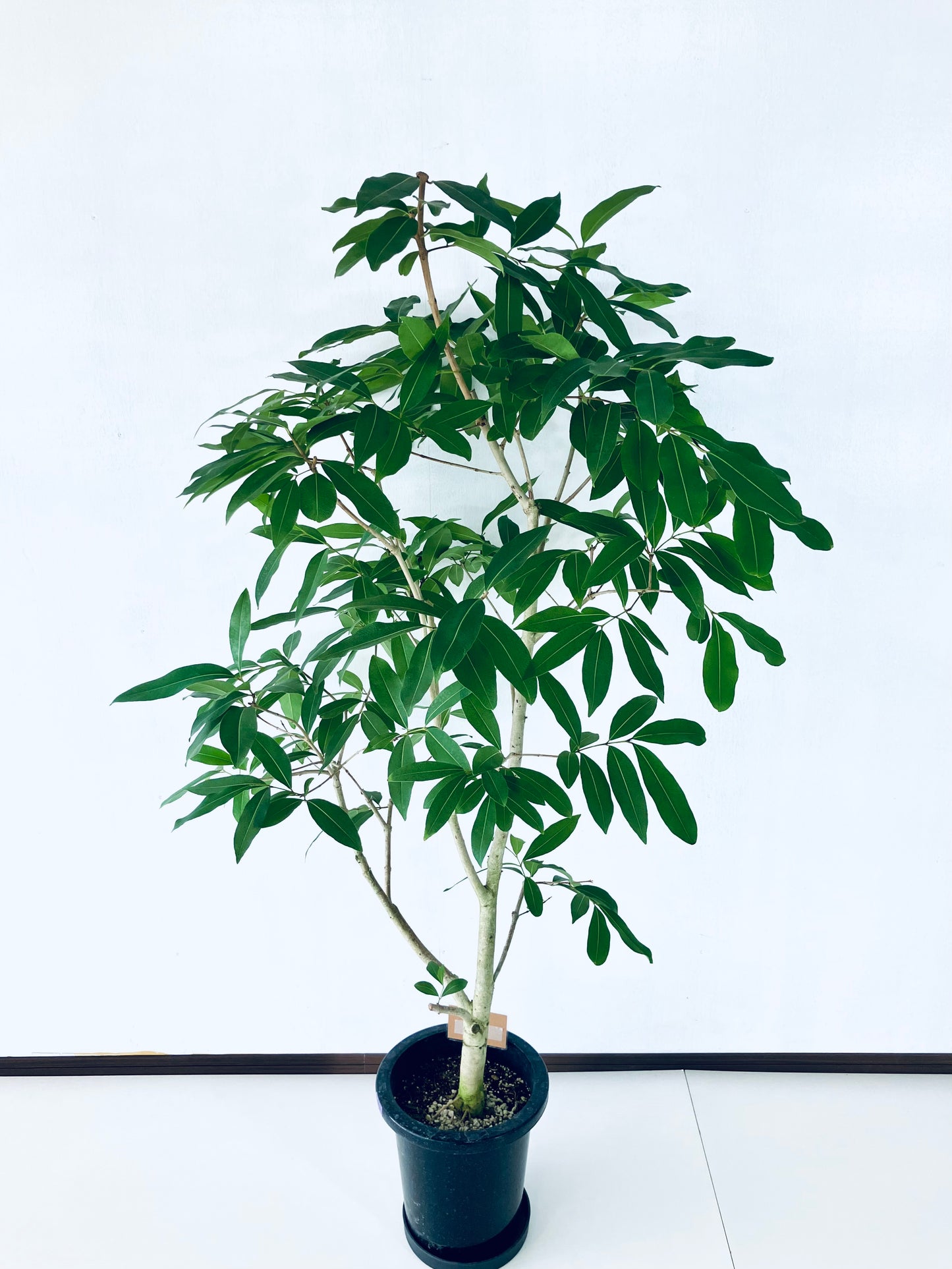 現品商品@1 アマゾンオリーブ 8号(高さ:146cm、幅:85cm)