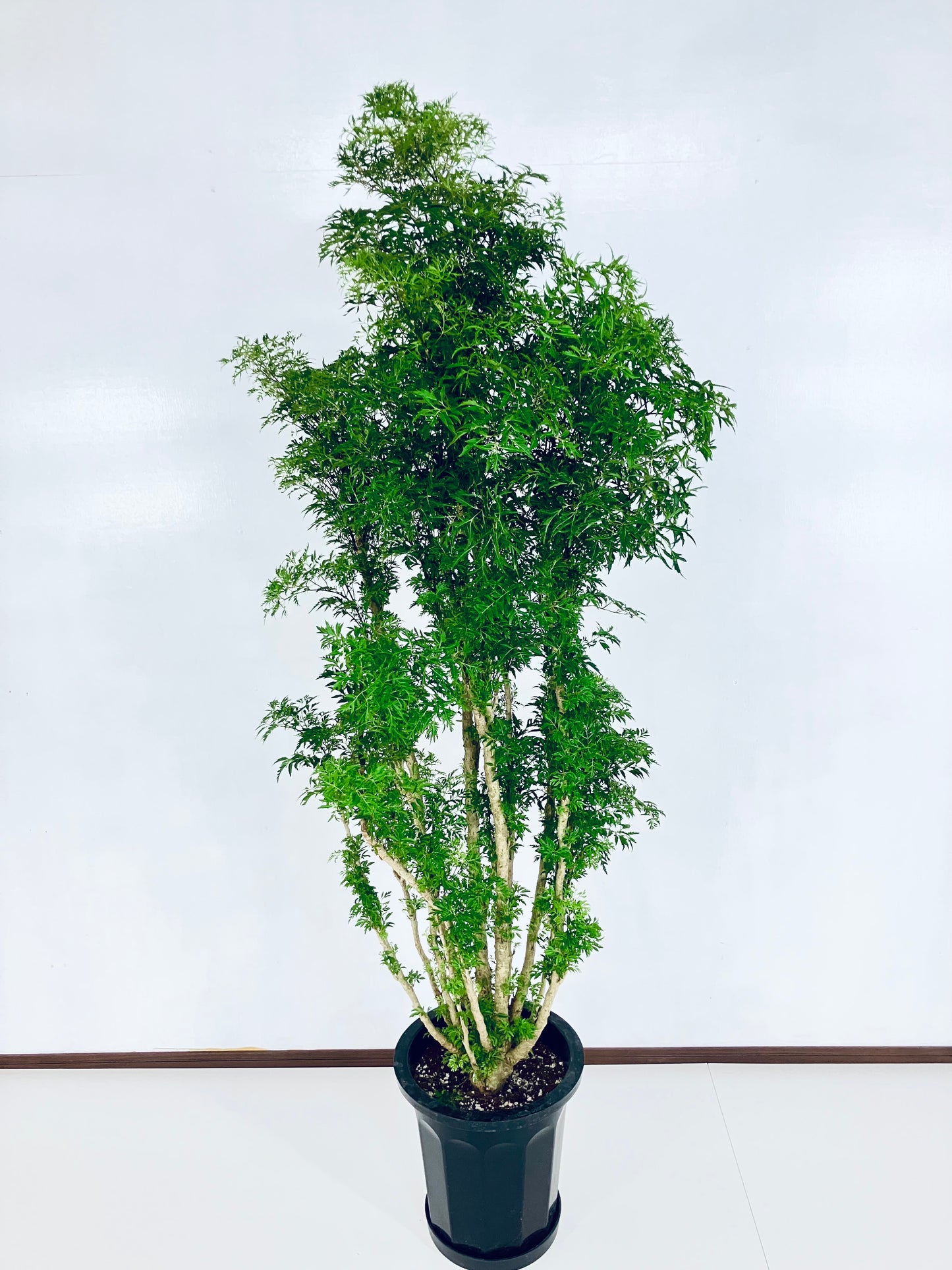 現品商品@1 ポリシャス・スターシャ 10号(高さ:176cm、幅:65cm)