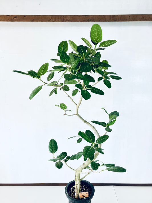 現品商品@4 ベンガレンシス 10号(高さ:192cm、幅:110cm)