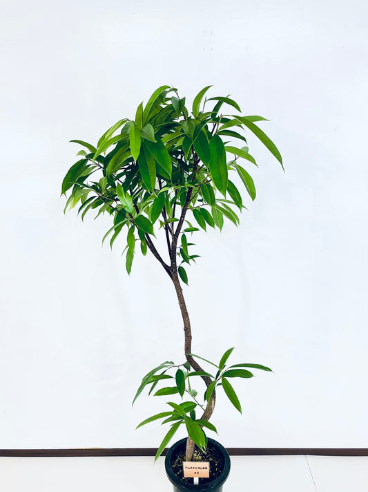 現品商品@1 アムステルダム 8号(高さ:160cm、幅:62cm)