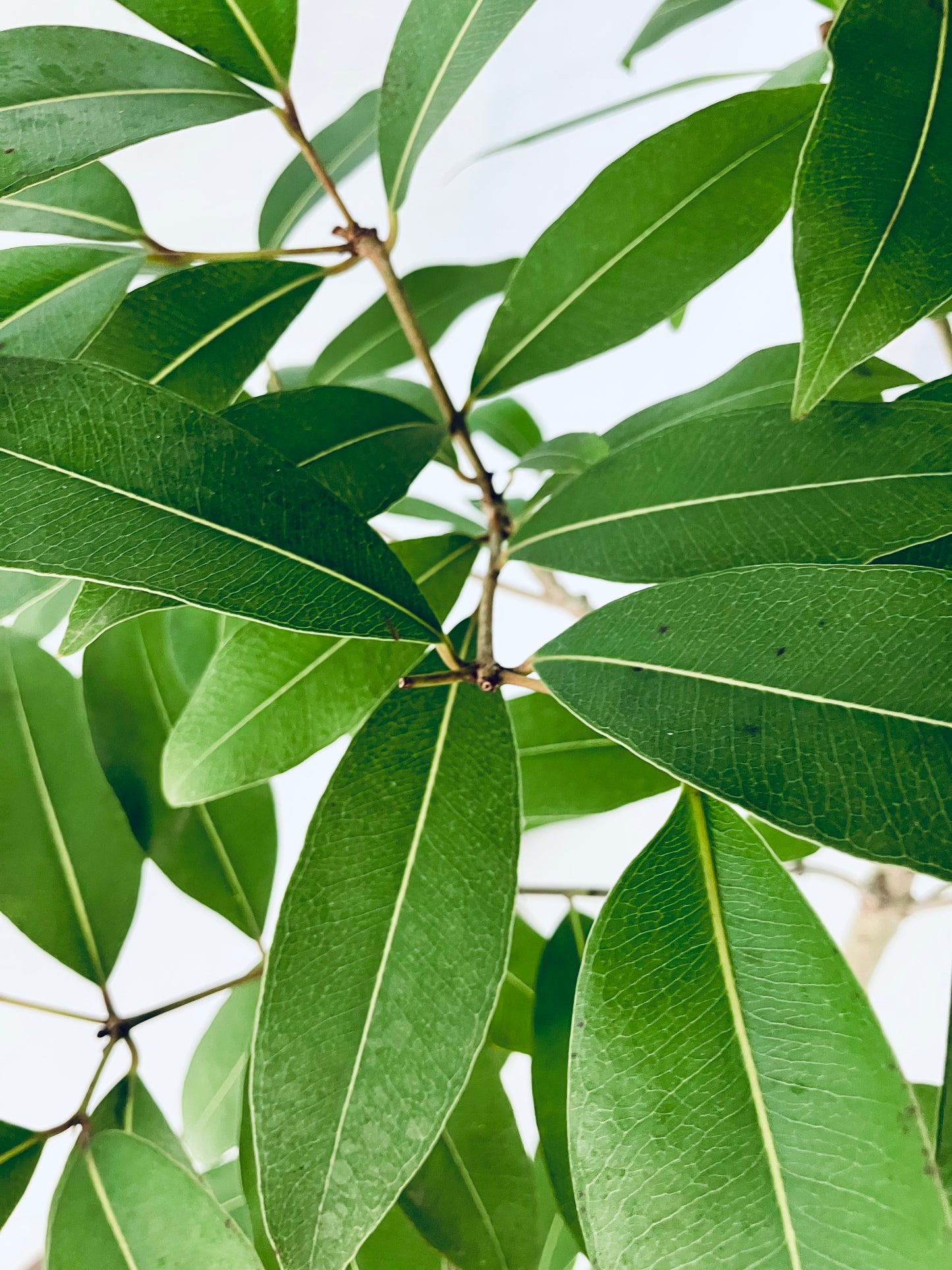 現品商品@1 アマゾンオリーブ 8号(高さ:163cm、幅:65cm)