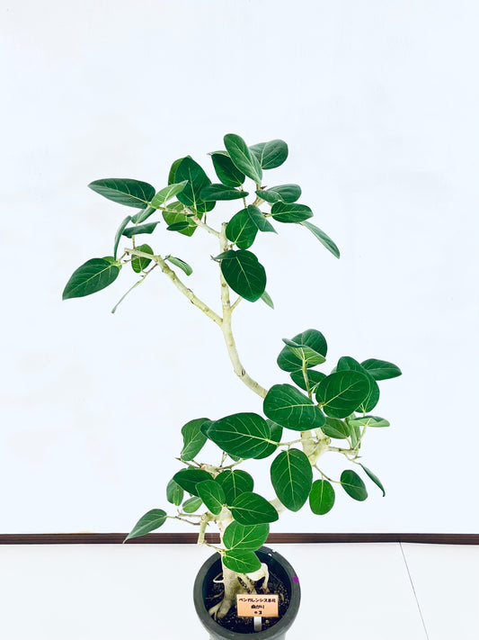 現品商品@3 ベンガレンシス 8号(高さ:127cm、幅:60cm)