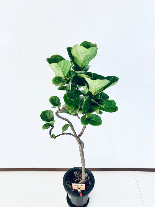 現品商品@4 バンビーノ 8号(高さ:128cm、幅:47cm)