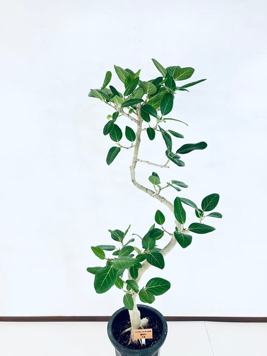 現品商品@2 ベンガレンシス 10号(高さ:163cm、幅:60cm)