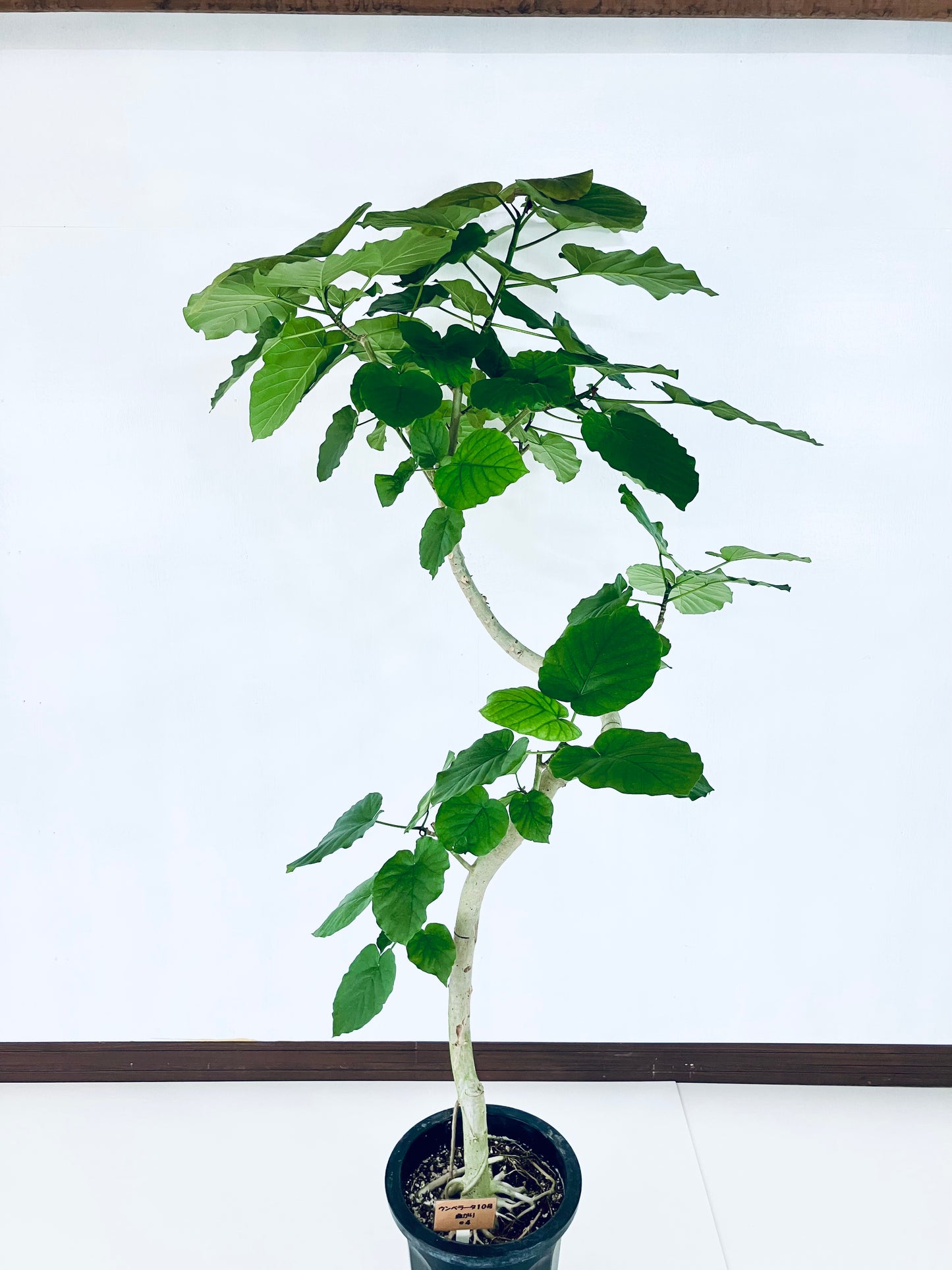 現品商品@4 ウンベラータ 10号(高さ:182cm、幅:92cm)