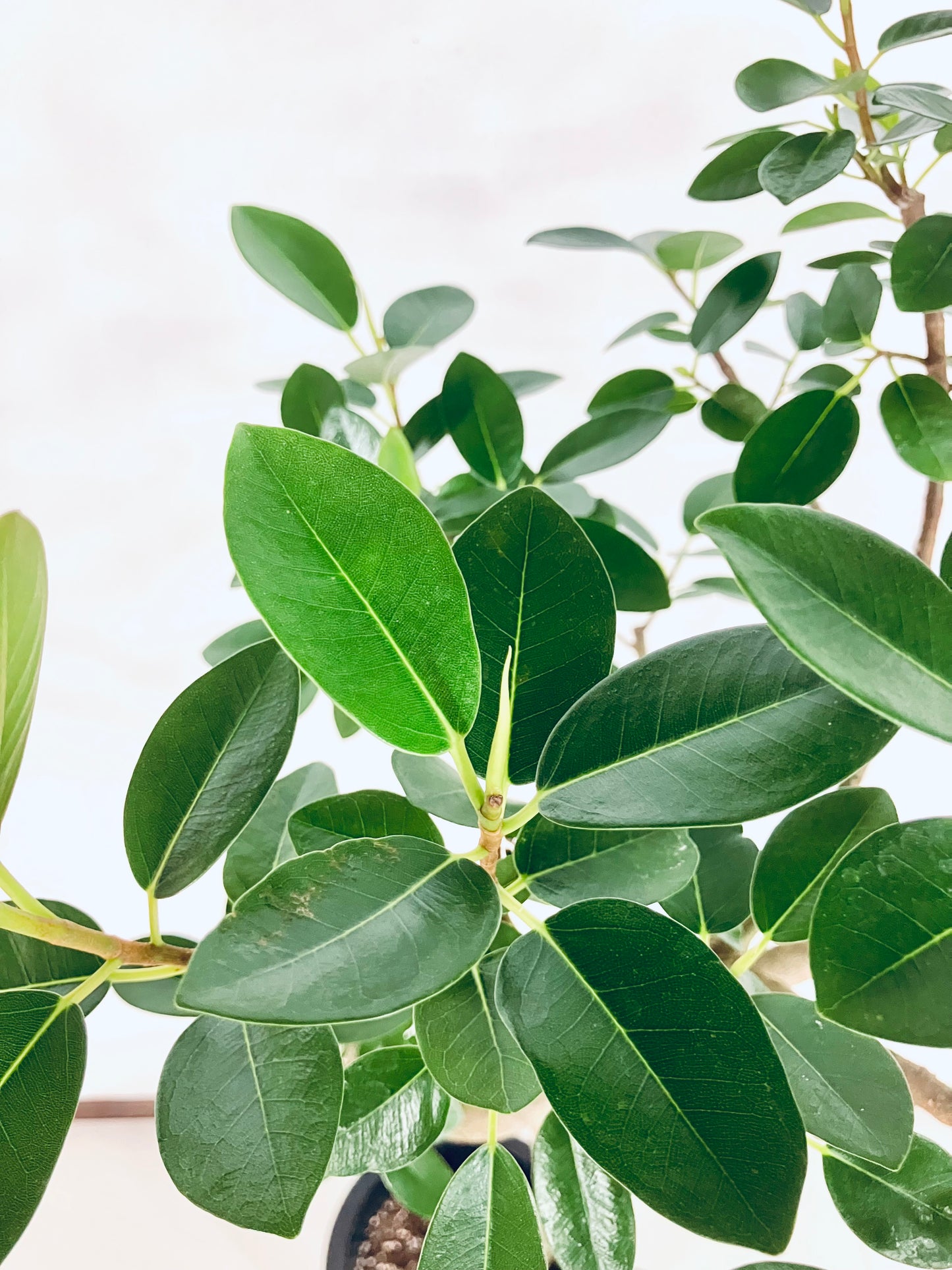 【Unique Form】フランスゴム 8号(高さ:134cm、幅:62cm)#10