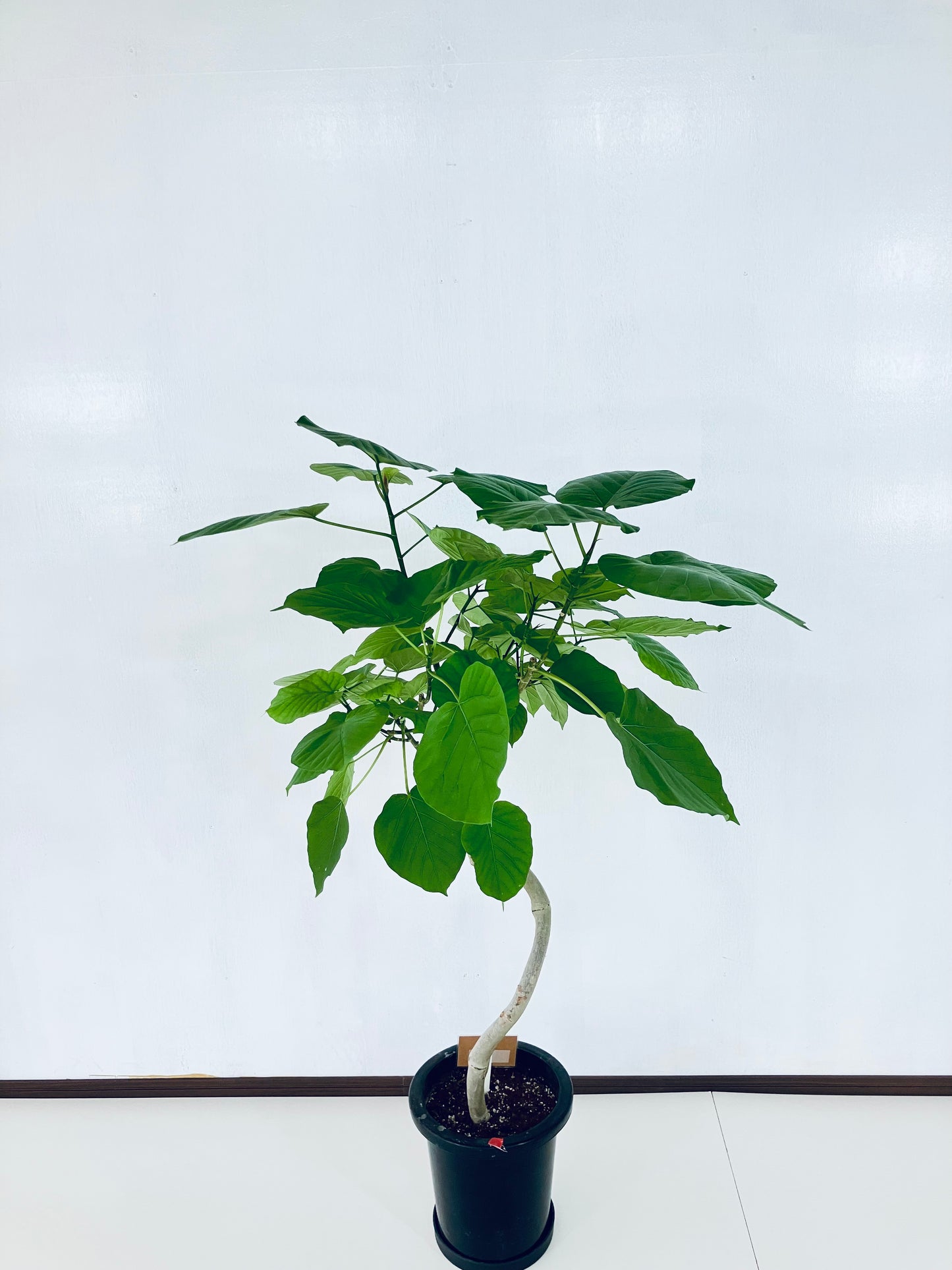 現品商品@3 ウンベラータ 8号 曲がりМ(高さ:126cm、幅:90cm)