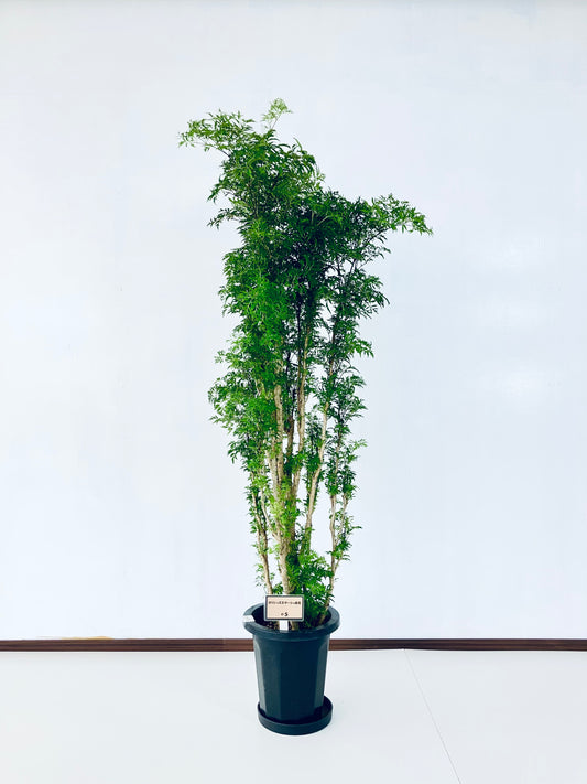 現品商品@5 ポリシャス・スターシャ 8号(高さ:153cm、幅:62cm)