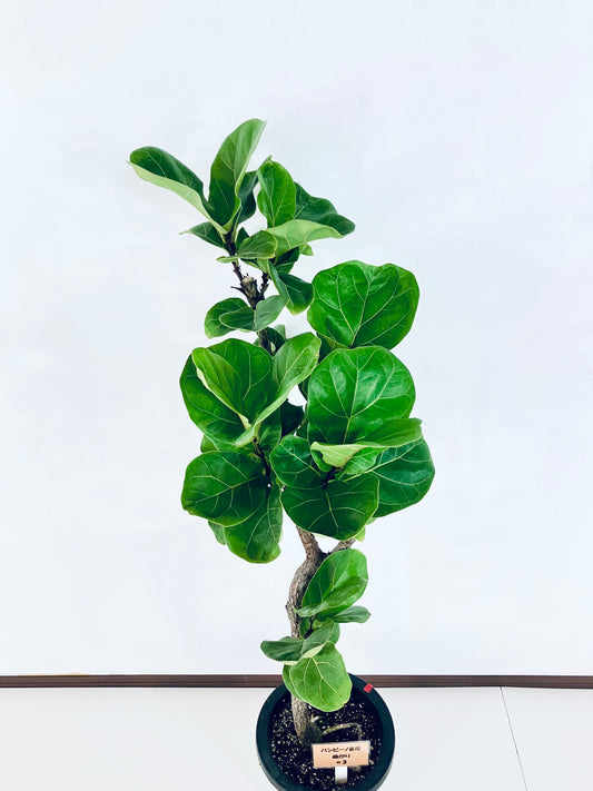 現品商品@3 バンビーノ 8号(高さ:126cm、幅:42cm)