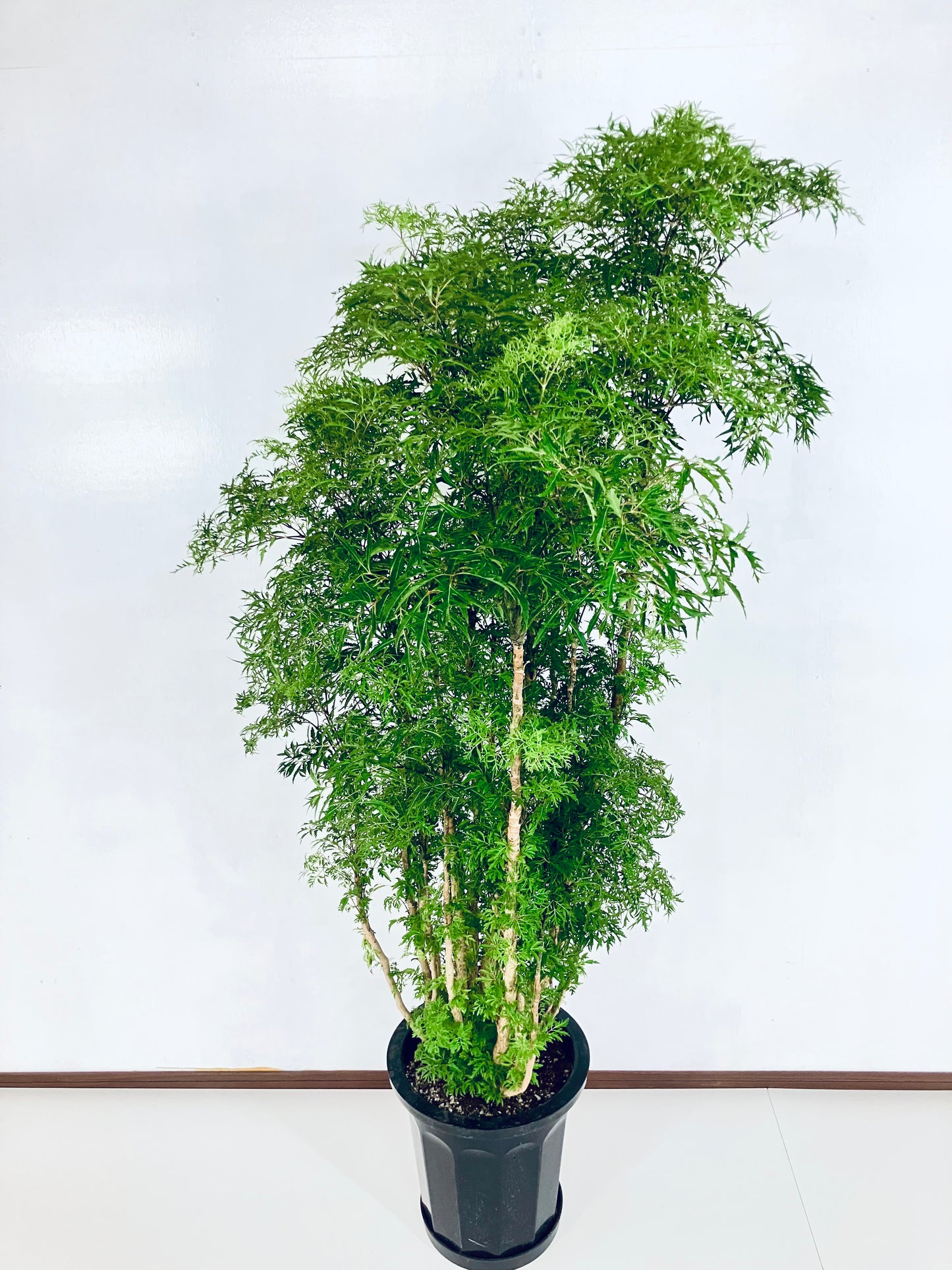 現品商品@3 ポリシャス・スターシャ 10号(高さ:164cm、幅:80cm)