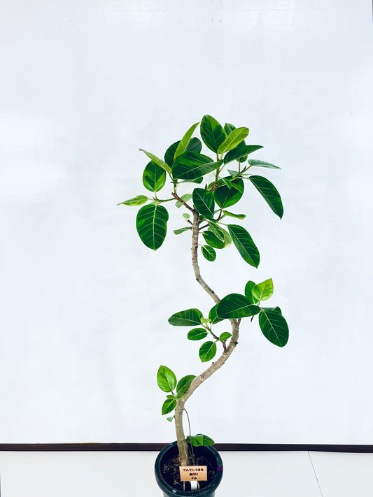 現品商品@6 アルテシマ 8号(高さ:145cm、幅:56cm)