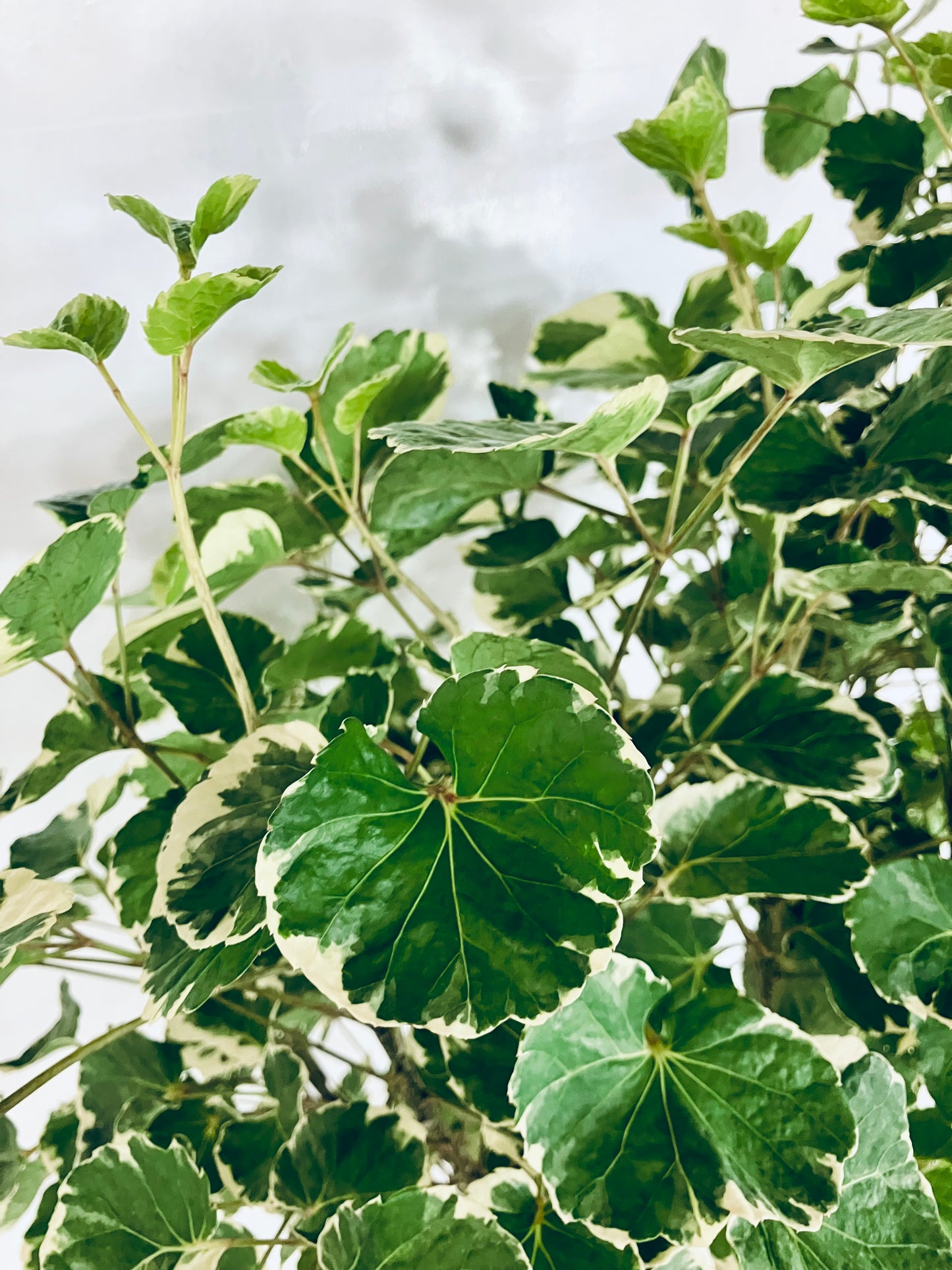 現品商品@1 ポリシャス・マルギナータ 10号(高さ:183cm、幅:86cm)