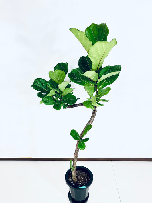 【Unique Form】カシワバゴム 8号(高さ:147cm、幅:70cm)#9