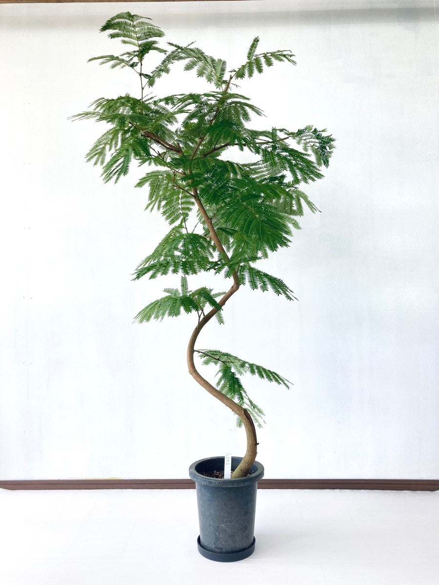 エバーフレッシュ 8号の現品商品 | 観葉植物通販AoNoKi（あおのき）