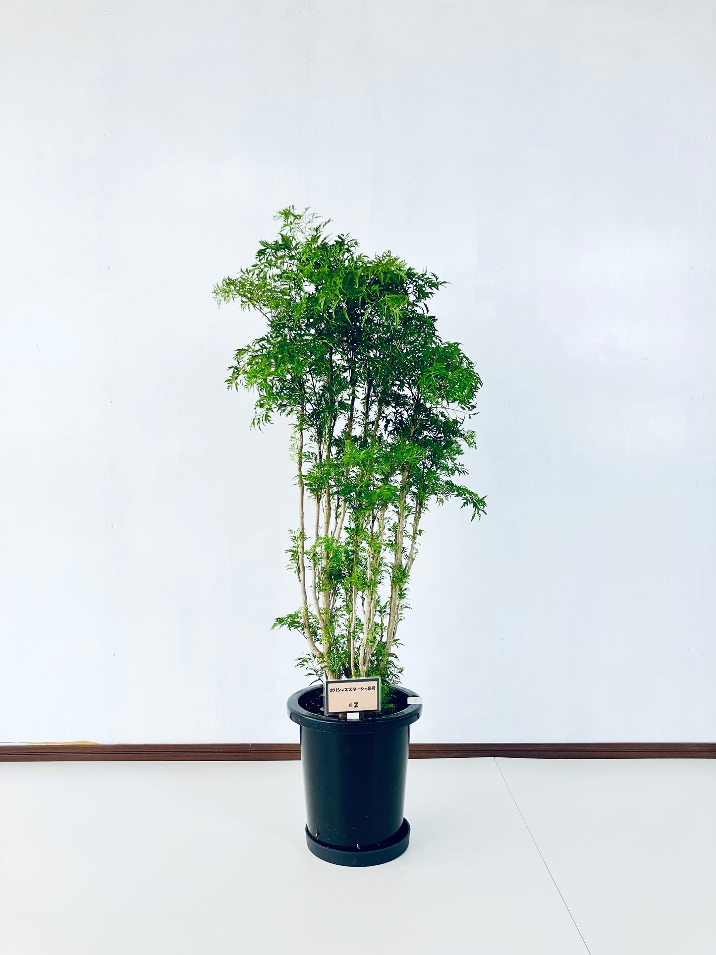 現品商品@2 ポリシャス・スターシャ 8号 Мサイズ(高さ:110cm、幅:50cm)