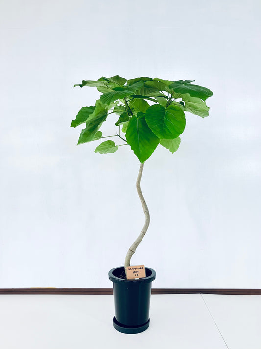 現品商品@5 ウンベラータ 8号 曲がりМ(高さ:127cm、幅:80cm)