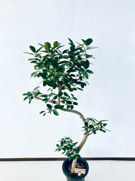 現品商品@2 フランスゴム 8号(高さ:138cm、幅:70cm)