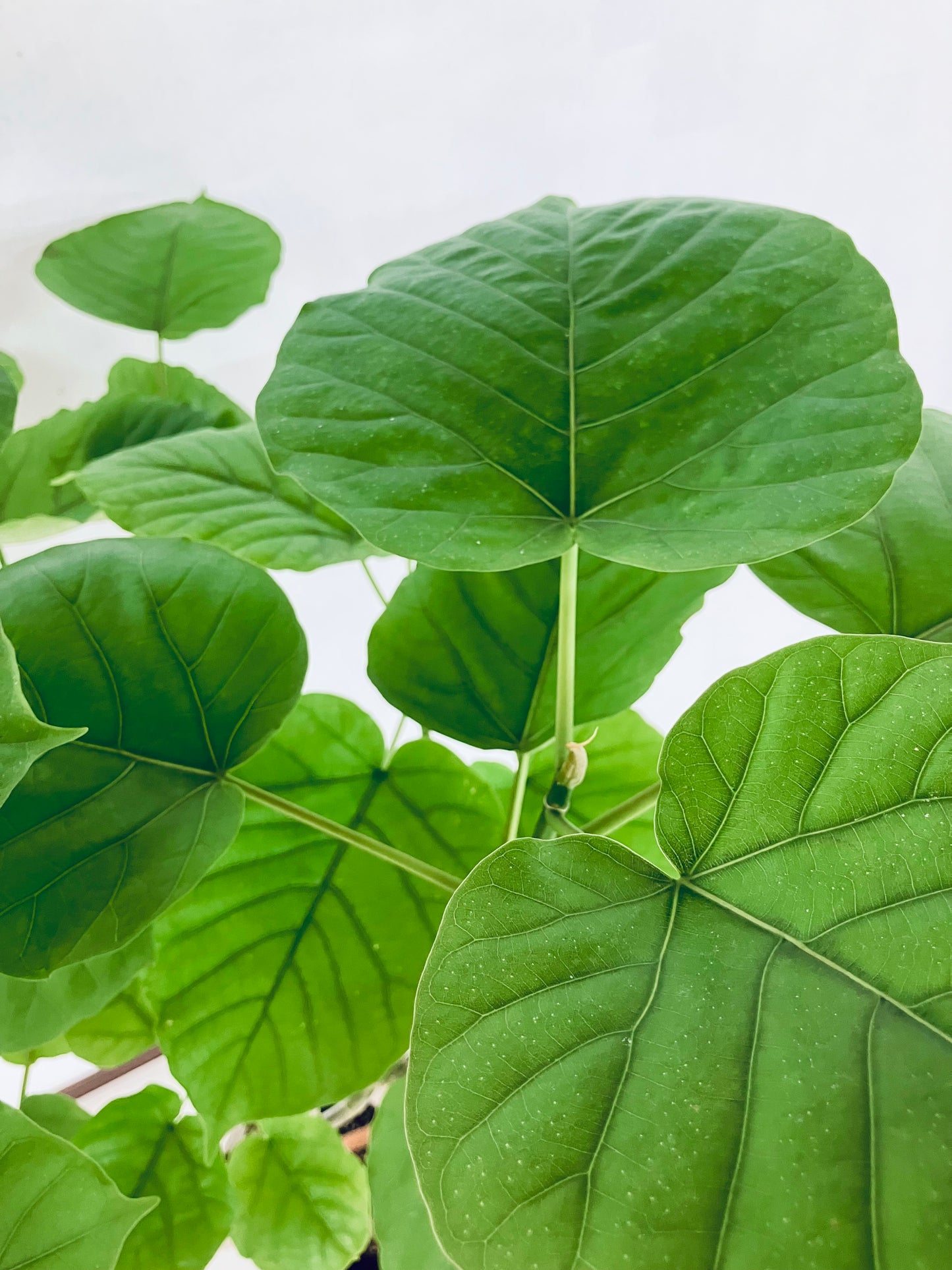 現品商品@1 ウンベラータ 8号 曲がりМ(高さ:123m、幅:93cm)