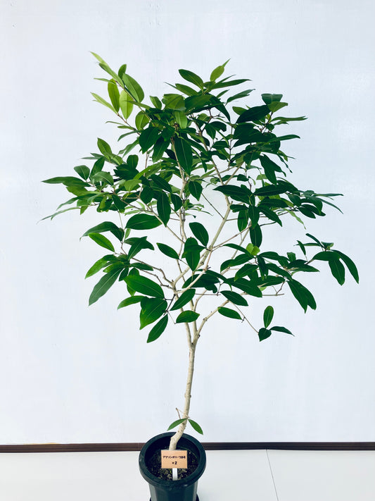 現品商品@2 アマゾンオリーブ 8号(高さ:158cm、幅:85cm)