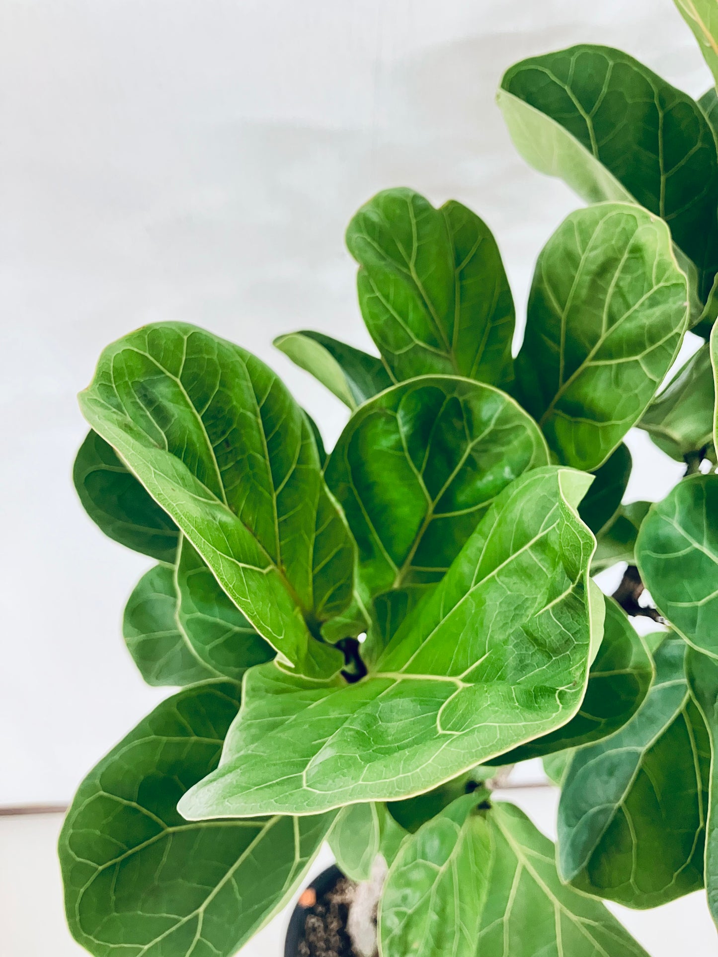 現品商品@2 バンビーノ 8号(高さ:144cm、幅:40cm)