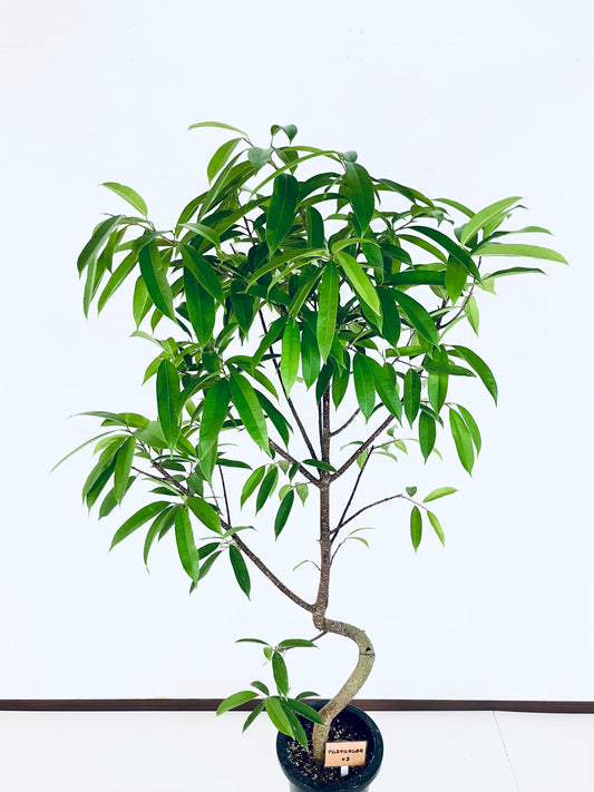 現品商品@3 アムステルダム 8号(高さ:160cm、幅:85cm)