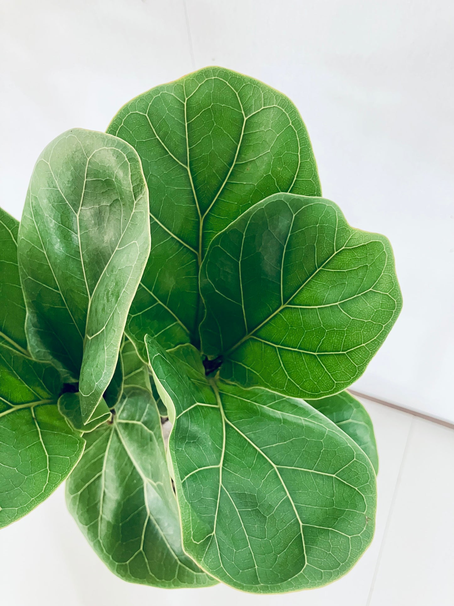 現品商品@5 バンビーノ 8号(高さ:132cm、幅:44cm)