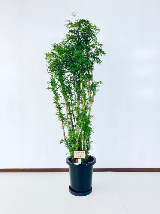 現品商品@3 ポリシャス・スターシャ 8号(高さ:140cm、幅:55cm)