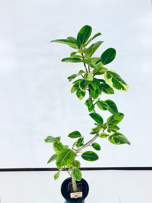 現品商品@7 アルテシマ 8号(高さ:155cm 幅:80cm)