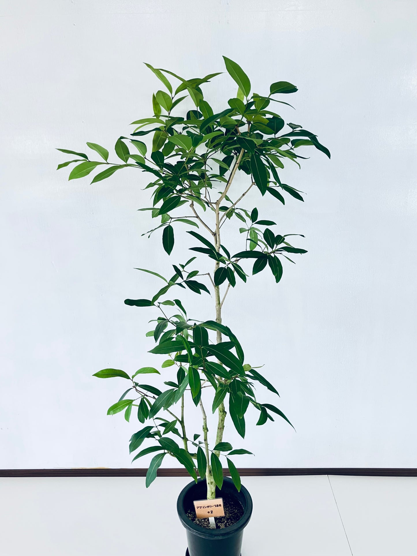 現品商品@2 アマゾンオリーブ 8号(高さ:148cm、幅:80cm)